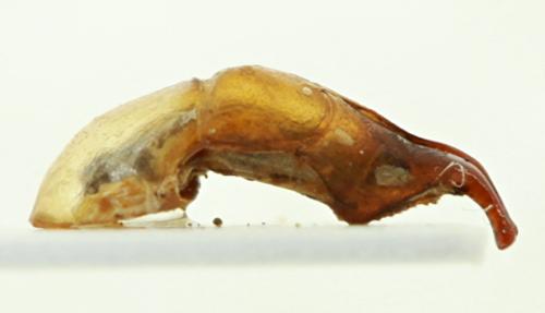 Réf. 311 415 : Mimela opalina